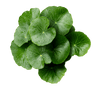 Bunch of green leaves on a white background